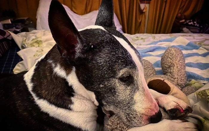 Senior Bull Terrier Care Guide: Aging, Nutrition & Comfort - Bull Terrier World
