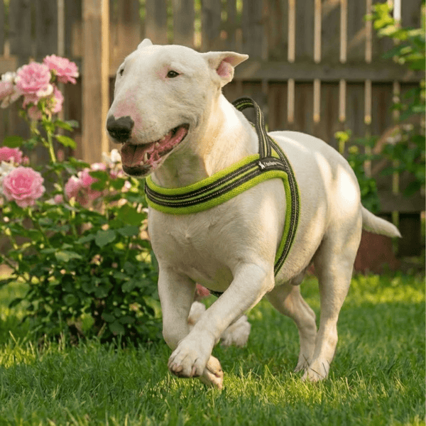 3M Reflective Padded Harness