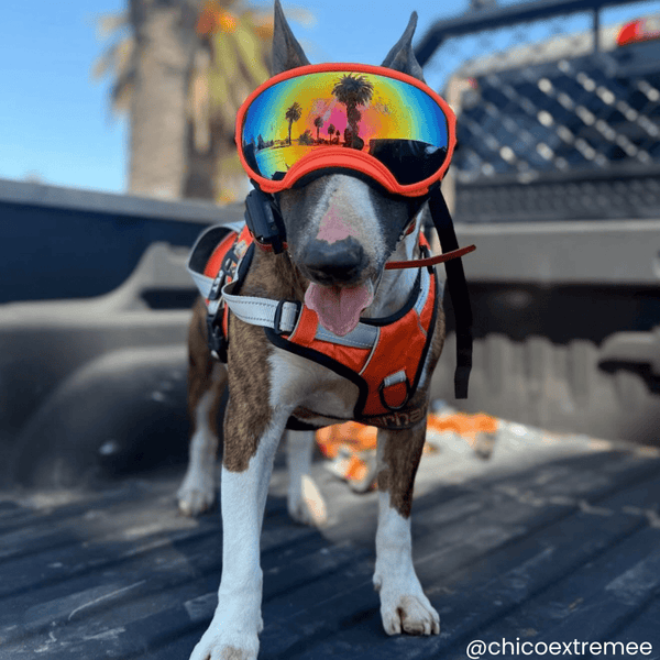 Gafas protectoras para perros UV